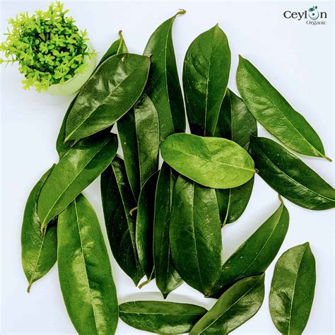 500 Soursop Leaves Dried Soursop Leaves Ceylon Organic