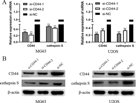 Cd44 Knockdown Downregulated The Expression Of Cathepsin S In Mg63 And