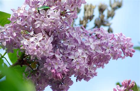 Fiore Lilla Molto Profumato Inidpfohor