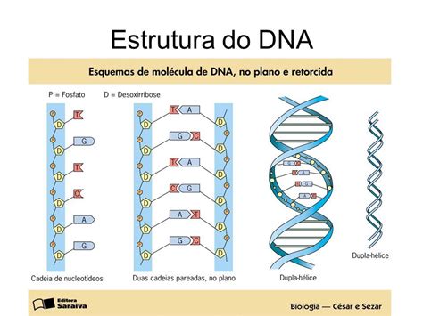 Estrutura do DNA Estrutura do dna Dupla hélice Planos