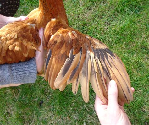 How To Clip Chickens Wings For Beginners Permaculture