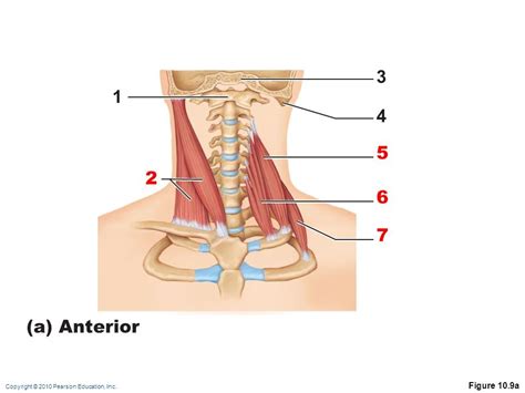 Muscles Of The Anteriolateral Neck And Throat Diagram Quizlet