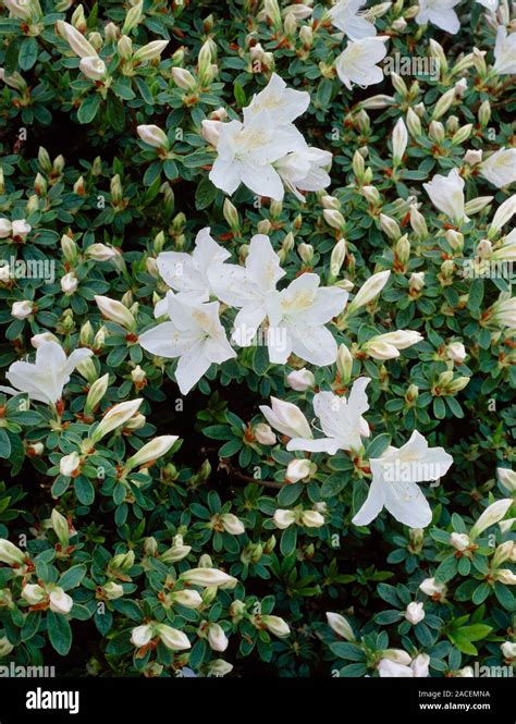 Snow Azalea Flowers Rhododendron Mucronatum This Plant Is Native To