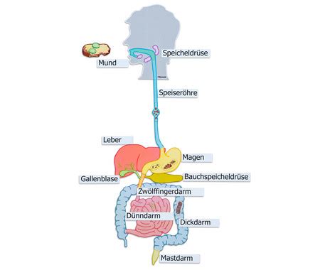 Verdauungsorgane Magnetisches Tafelmaterial Betzold
