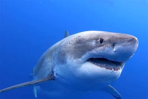 Este Es Deep Blue El Tiburón Blanco Más Colosal Del Mundo Vídeo