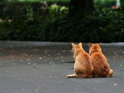 猫の壁紙でデスクトップに癒しと安らぎを猫の壁紙・猫画像22選！ 猫画像どっと 猫ブログ