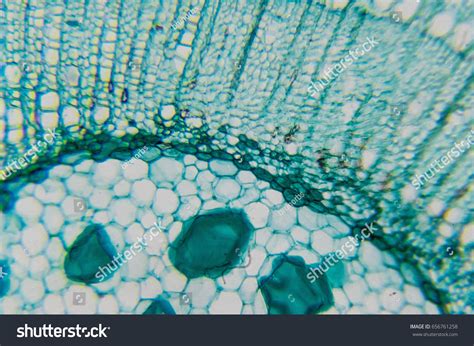 Microscope Image Tilia Stem Cross Section Stock Photo 656761258