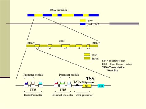 Place The Descriptions In The Correct Positions On The Diagram Of Dna