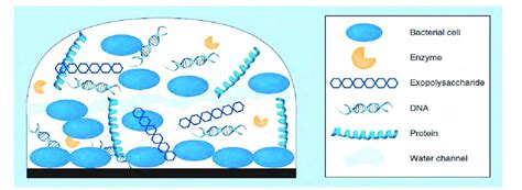 Biofilm structure representing the various components | Download Scientific Diagram