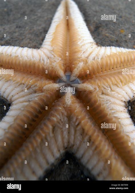 Boca De Estrella De Mar Fotografía De Stock Alamy