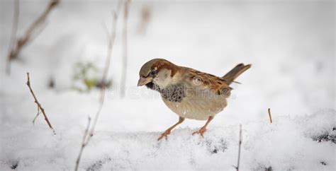 Rbol Eurasi Tico Esparadrapo Montanus Invierno Nieve Copos De Nieve