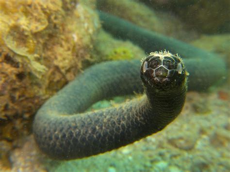 Turtle Headed Sea Snake New Caledonia Ou Mo Emydocephal Flickr