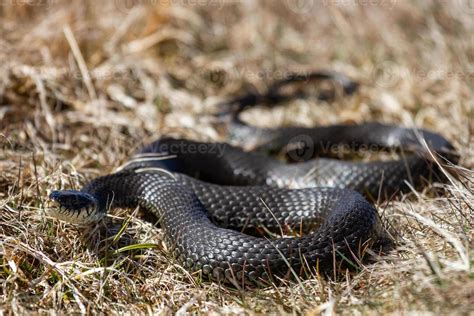 Grass Snake in Natural Environment 15184421 Stock Photo at Vecteezy