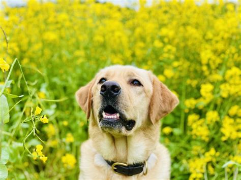 犬が吠える理由 愛犬家住宅 ペットリフォームならセラフ榎本 犬猫のためのリフォーム 愛犬 愛猫 ペット快適住環境 埼玉県 東京都 千葉県