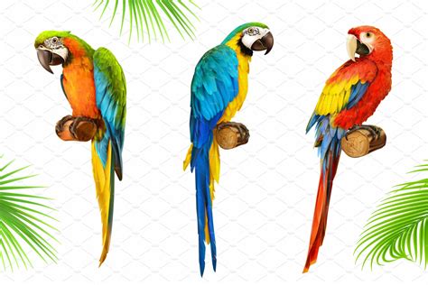 Ara Parrot Macaw Vector Masterbundles