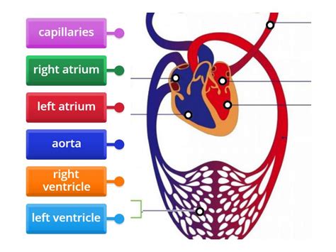 Circulatory System Labelled Diagram