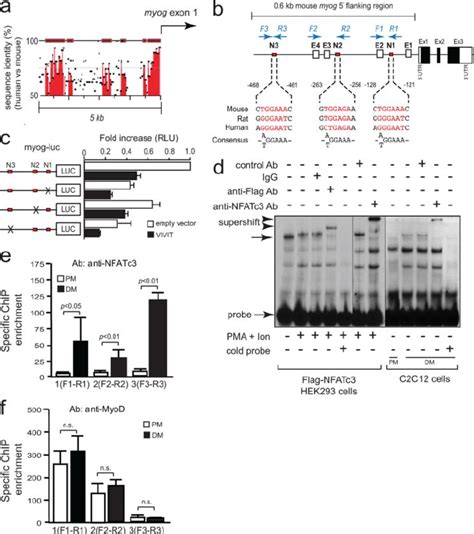 Presence Of Functional Nfat Consensus Binding Sites In The Myogenin