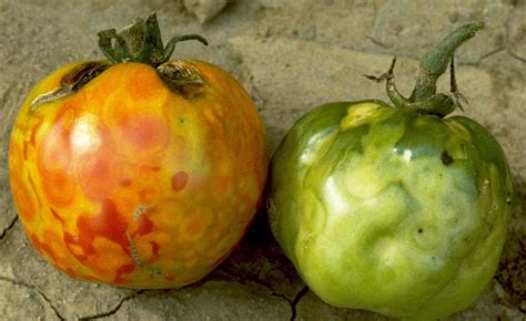 Common Diseases Of Tomatoes Mississippi State University Extension