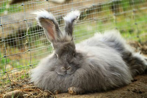 Long Haired Bunnies The 16 Most Adorable Fluffy Breeds