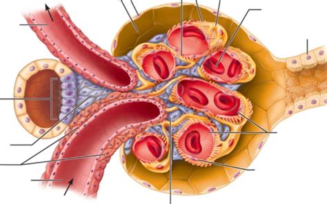 Lab Exam Iii Juxtaglomerular Complex Diagram Diagram Quizlet