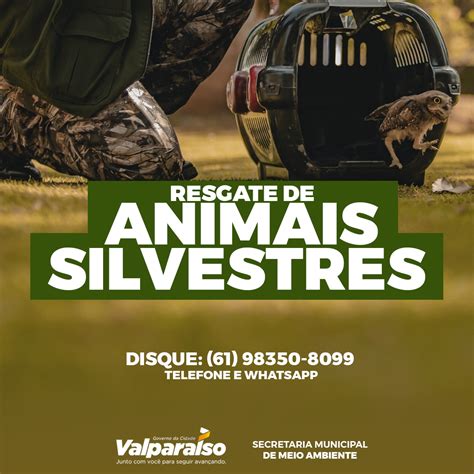 Meio Ambiente Orienta Sobre Resgate De Animais Silvestres Prefeitura