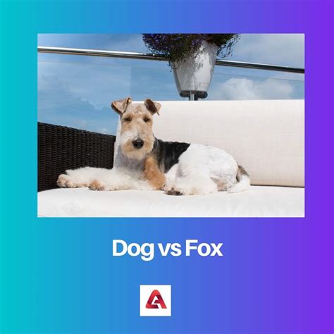 Dog vs Fox: Difference and Comparison