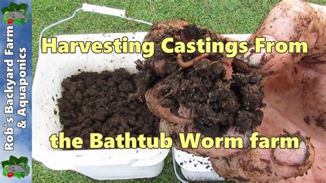 Harvesting Worm Castings From The Bathtub Worm Farm Youtube