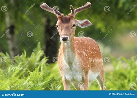 Fallow Deer Buck In The Forest Stock Image Image Of Brown Beautiful