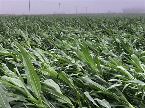 Detailed Dive Into Iowa Drought And Crop Conditions Successful Farming