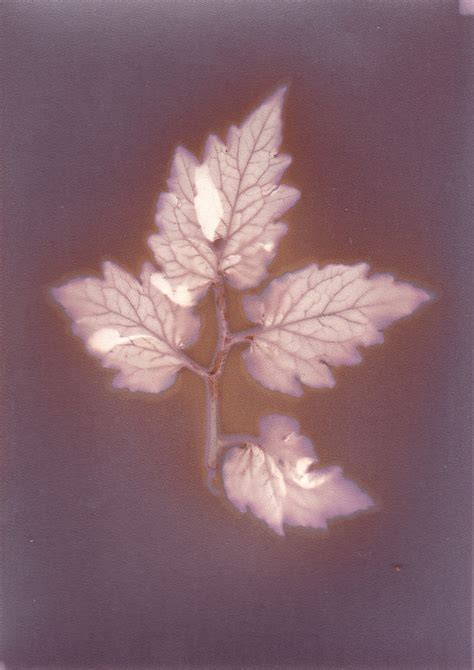 Tomatenblatt Tomato Leaf Lumenprint Bernd Hutschenreuther