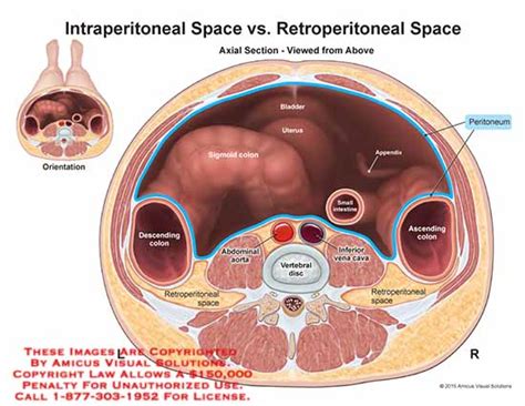 Peritoneum Anatomy Exhibits