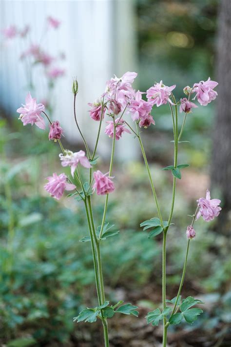 Growing Columbine Sidewalk Shoes
