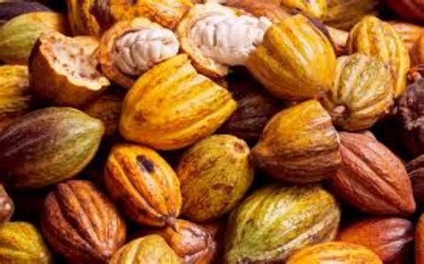 Les Planteurs De Cacao Ivoiriens Esp Rent Une Forte Hausse Du Prix