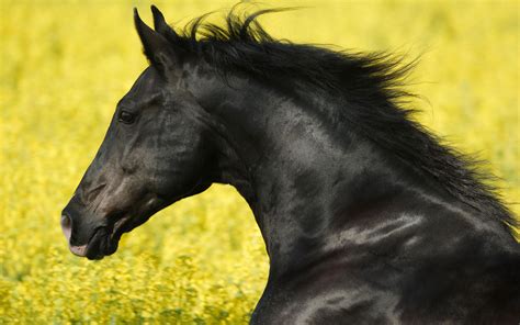 Portrait Of A Friesian Wallpapers Hd Wallpapers Id 5062