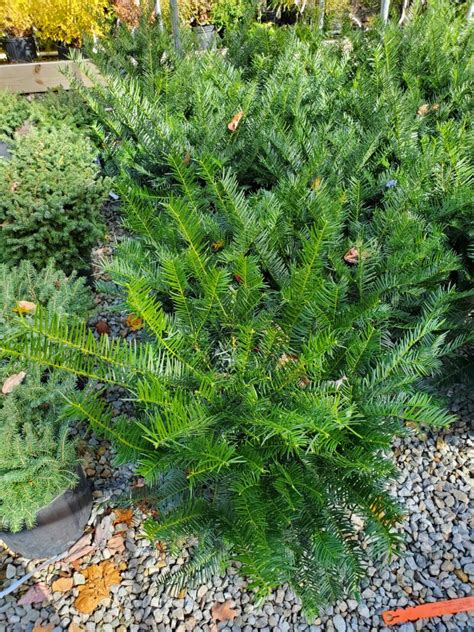 Japanese Plum Yew Native Roots