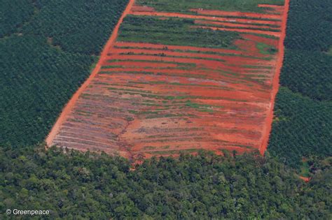 Deforestasi Terencana Mengancam Tanah Adat Dan Lanskap Hutan Di Tanah