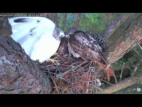 Angel Leucistic Red Tailed Hawk Angel Tom Visit The Nest Window