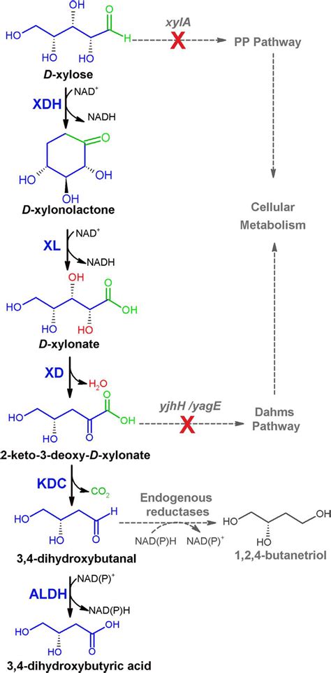 A Novel Biosynthetic Pathway For The Production Of 34 Dhba From