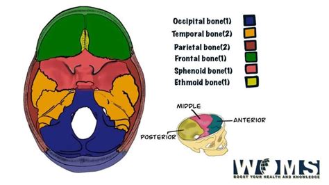 Middle Meningeal Artery Origin Branches Course And Importances