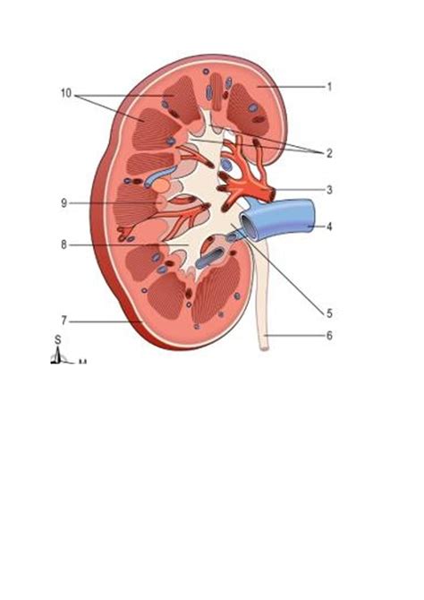 Coupe Longitudinale Du Rein Droit Diagram Quizlet