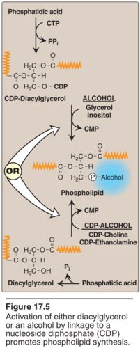 LIPID METABOLISM Flashcards Quizlet