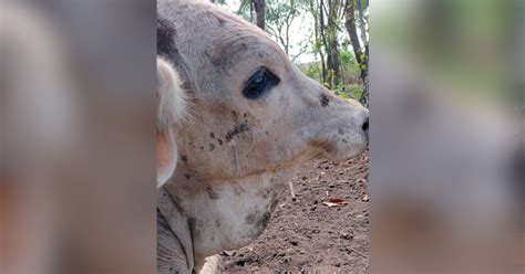 O Massacre Da Mosca Dos Est Bulos No Interior Paulista Veja V Deos