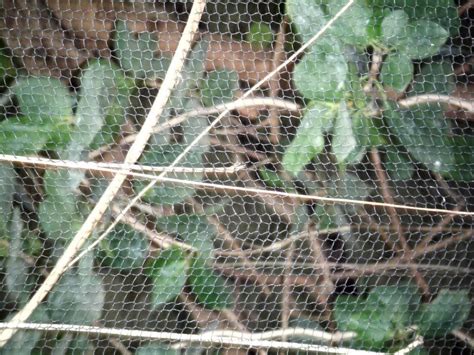 Zoo Animal Mesh Aviary Mesh Knitted Stainless Steel Wire Mesh