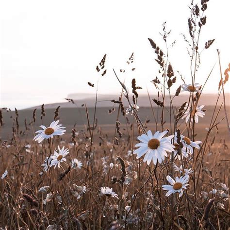 The One With The Daisies My Favourite Field Is On The Turn Again