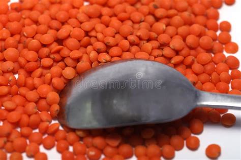 Red Lentils Isolated On White Background Stock Image Image Of Enzymes