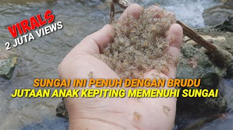 VIRAL SUNGAI INI PENUH DENGAN JUTAAN ANAK KEPITING PUTIH Kepiting