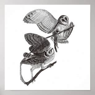 Flying Owl Illustration Black And White