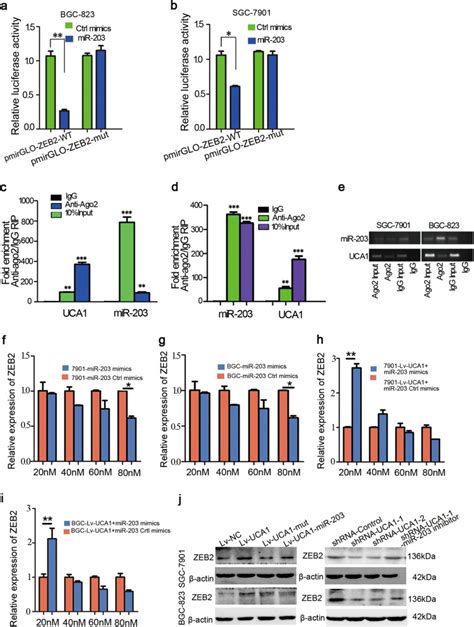 LncRNA UCA1 Promotes Tumor Metastasis By Inducing MiR 203 ZEB2 Axis In