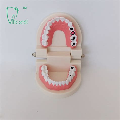 Dental Teeth Model Tribest Dental