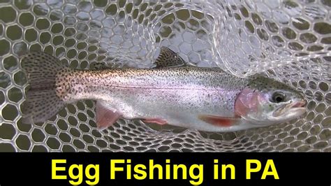 Fishing For Pennsylvania Trout With Salmon Eggs Youtube